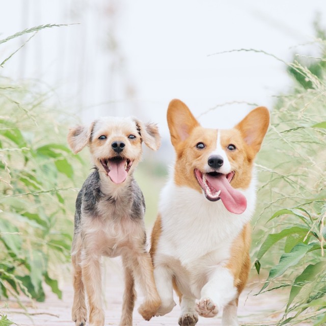 two happy dogs