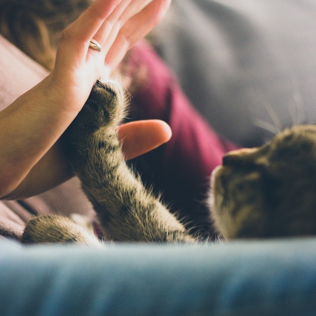 woman touching cat's hand with her hand